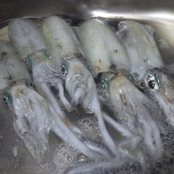 今日もティップラン